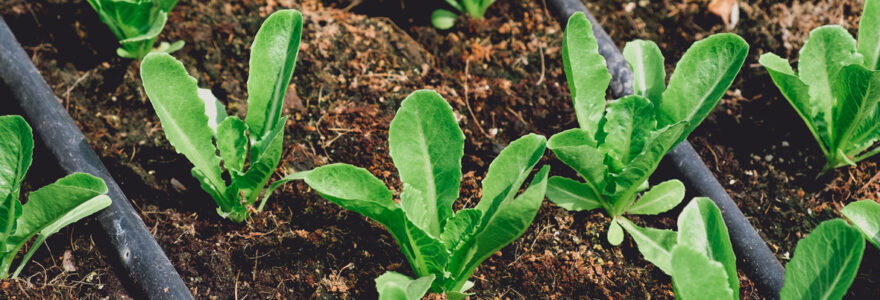 couverts végétaux bio